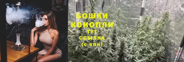 прущие грибы Белокуриха
